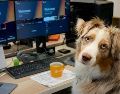 La tendencia de las oficinas pet friendly transforma el entorno laboral global, mejorando la productividad y el bienestar de los empleados que asisten con sus mascotas. UNSPLASH