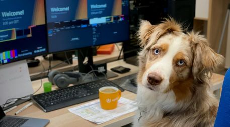 La tendencia de las oficinas pet friendly transforma el entorno laboral global, mejorando la productividad y el bienestar de los empleados que asisten con sus mascotas. UNSPLASH