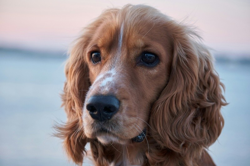 &nbsp;Boykin Spaniel. UNSPLASH / A. Che