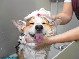 Mantener a tu perro limpio es una muestra innegable de amor y responsabilidad, siempre y cuando se respeten sus necesidades biológicas y se sigan las recomendaciones profesionales. ESPECIAL / CANVA