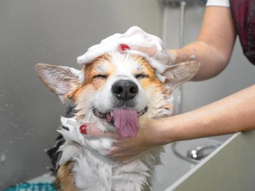 Mantener a tu perro limpio es una muestra innegable de amor y responsabilidad, siempre y cuando se respeten sus necesidades biológicas y se sigan las recomendaciones profesionales. ESPECIAL / CANVA
