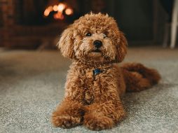 Antes de adoptar un perro es es importante conocer los cuidados específicos de cada razaUNSPLASH / S. VAN ELK