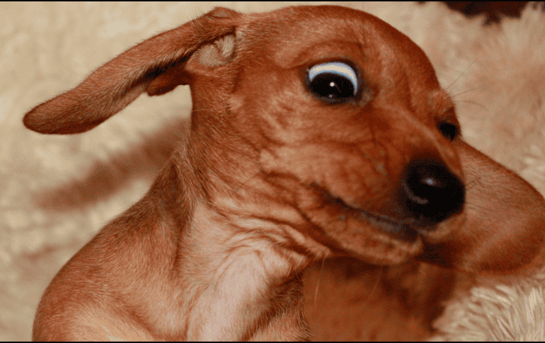 Las convulsiones en perros suelen generar angustia entre los propietarios, pero conocer las recomendaciones básicas permite actuar de forma segura mientras el animal atraviesa el episodio. CANVA