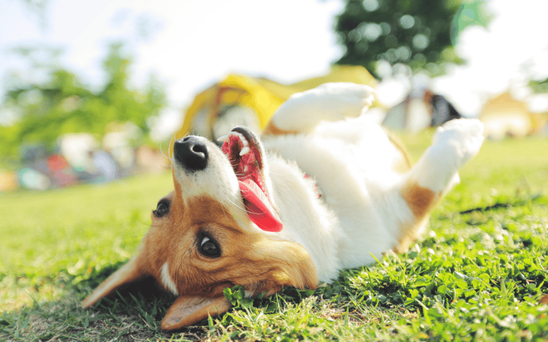 &nbsp;CANVA