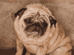 Cuando un perro presenta fiebre, el objetivo no debe ser únicamente bajar la temperatura, sino descubrir qué está provocando esa respuesta del organismo.  CANVA