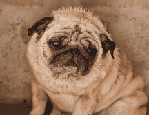 Cuando un perro presenta fiebre, el objetivo no debe ser únicamente bajar la temperatura, sino descubrir qué está provocando esa respuesta del organismo.  CANVA
