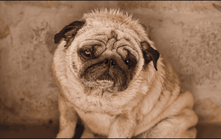Cuando un perro presenta fiebre, el objetivo no debe ser únicamente bajar la temperatura, sino descubrir qué está provocando esa respuesta del organismo.  CANVA