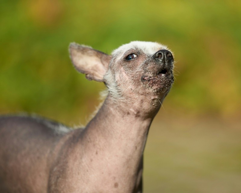 &nbsp;Xoloitzcuintle. UNSPLASH / E. Bosman