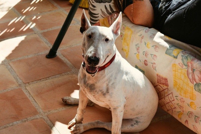 &nbsp;Bull terrier. UNSPLASH / M Z