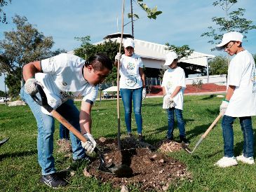 Con la siembra, la cobertura foliar del Parque Luis Quintanar pasa a 33.5 por ciento de su área total. ESPECIAL