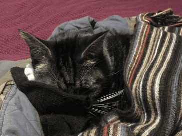 Uno de los comportamientos más comunes de los gatos domésticos es elegir prendas de vestir de sus tutores como lugar para descansar. CANVA
