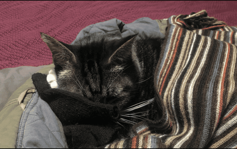 Uno de los comportamientos más comunes de los gatos domésticos es elegir prendas de vestir de sus tutores como lugar para descansar. CANVA