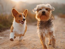 Aunque cada perro tiene una personalidad única, algunas razas destacan por ser sociables, fáciles de entrenar y adaptarse con mayor facilidad a distintos estilos de vida. UNSPLASH