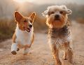 Aunque cada perro tiene una personalidad única, algunas razas destacan por ser sociables, fáciles de entrenar y adaptarse con mayor facilidad a distintos estilos de vida. UNSPLASH