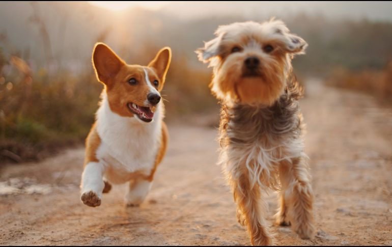 Aunque cada perro tiene una personalidad única, algunas razas destacan por ser sociables, fáciles de entrenar y adaptarse con mayor facilidad a distintos estilos de vida. UNSPLASH