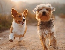 Aunque cada perro tiene una personalidad única, algunas razas destacan por ser sociables, fáciles de entrenar y adaptarse con mayor facilidad a distintos estilos de vida. UNSPLASH