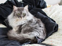 Si tu gato acostumbra acostarse sobre tu ropa limpia o incluso la que acabas de quitarte, no es una casualidad. UNSPLASH