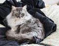 Si tu gato acostumbra acostarse sobre tu ropa limpia o incluso la que acabas de quitarte, no es una casualidad. UNSPLASH