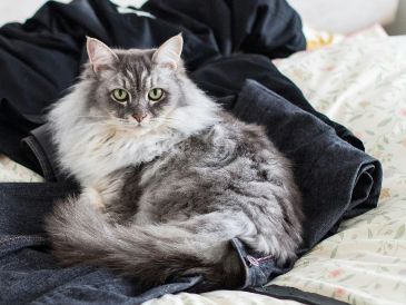 Si tu gato acostumbra acostarse sobre tu ropa limpia o incluso la que acabas de quitarte, no es una casualidad. UNSPLASH