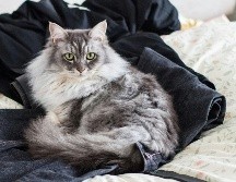 Si tu gato acostumbra acostarse sobre tu ropa limpia o incluso la que acabas de quitarte, no es una casualidad. UNSPLASH