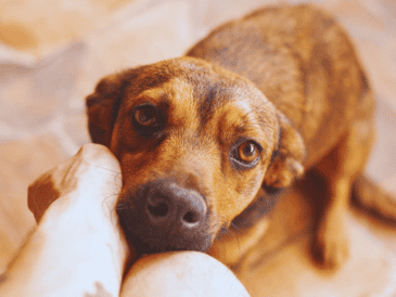 Si tu perro espera pacientemente tumbado en el pasillo, es un comportamiento sano y natural. ESPECIAL / CANVA