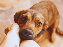 Si tu perro espera pacientemente tumbado en el pasillo, es un comportamiento sano y natural. ESPECIAL / CANVA