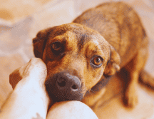 Si tu perro espera pacientemente tumbado en el pasillo, es un comportamiento sano y natural. ESPECIAL / CANVA