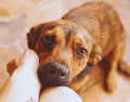 Si tu perro espera pacientemente tumbado en el pasillo, es un comportamiento sano y natural. ESPECIAL / CANVA