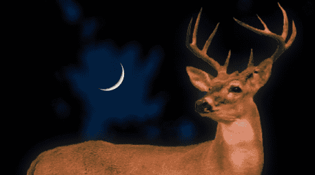 El nombre Luna de Ciervo proviene de las tradiciones de diversos pueblos indígenas de Norteamérica, quienes utilizaban las lunas llenas para identificar los cambios estacionales. EFE/ARCHIVO