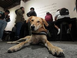 Recuerda, la inteligencia canina no se limita a la obediencia. SUN/ARCHIVO