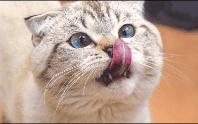 Al estar conectados al sistema muscular, los gatos pueden mover las dos filas inferiores de sus bigotes de forma independiente a las superiores. CANVA
