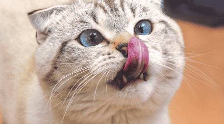 Al estar conectados al sistema muscular, los gatos pueden mover las dos filas inferiores de sus bigotes de forma independiente a las superiores. CANVA