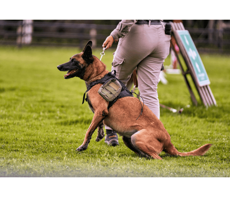 El Malinois es de color marrón claro, rojo o gris con tonos negros en la punta del pelo. CANVA&nbsp;