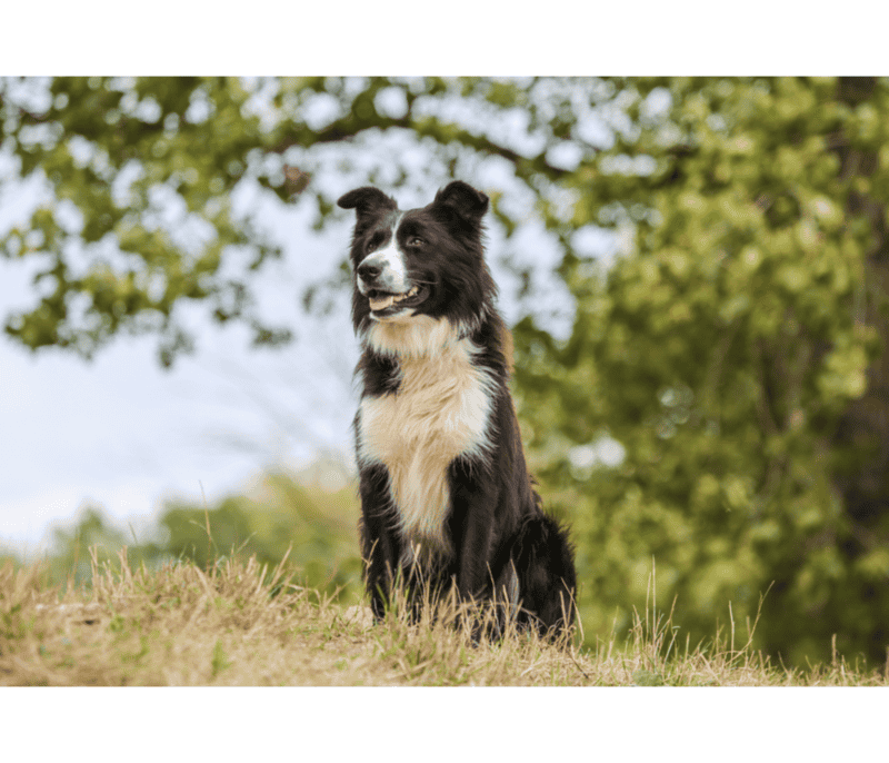 Pese a su aspecto atlético y musculoso, el border collie es un perro de carácter dulce y cariñoso. CANVA&nbsp;