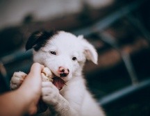 Educar a tu perrito desde cachorro es vital para evitar problemas después. ESPECIAL/PEXELS