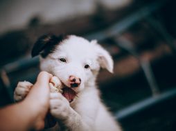 Educar a tu perrito desde cachorro es vital para evitar problemas después. ESPECIAL/PEXELS