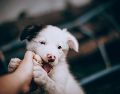 Educar a tu perrito desde cachorro es vital para evitar problemas después. ESPECIAL/PEXELS