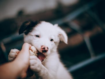 Educar a tu perrito desde cachorro es vital para evitar problemas después. ESPECIAL/PEXELS