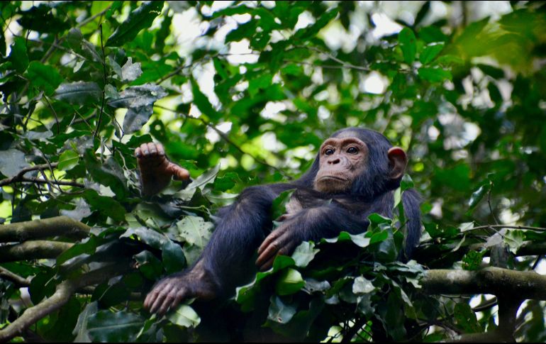 En la actualidad los chimpancés se encuentran en grave peligro de extinción debido a la implacable acción humana. Unsplash