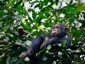 En la actualidad los chimpancés se encuentran en grave peligro de extinción debido a la implacable acción humana. Unsplash