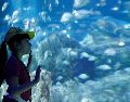 Disfruta del Acuario Michin Guadalajara con tarifas especiales de verano llegando en los horarios de apertura o antes del cierre. EL INFORMADOR/ ARCHIVO