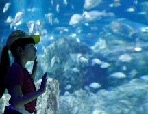 Disfruta del Acuario Michin Guadalajara con tarifas especiales de verano llegando en los horarios de apertura o antes del cierre. EL INFORMADOR/ ARCHIVO