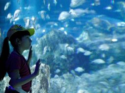 Disfruta del Acuario Michin Guadalajara con tarifas especiales de verano llegando en los horarios de apertura o antes del cierre. EL INFORMADOR/ ARCHIVO