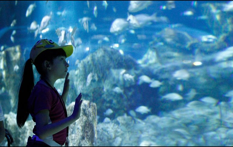 Disfruta del Acuario Michin Guadalajara con tarifas especiales de verano llegando en los horarios de apertura o antes del cierre. EL INFORMADOR/ ARCHIVO
