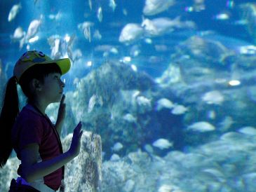 Disfruta del Acuario Michin Guadalajara con tarifas especiales de verano llegando en los horarios de apertura o antes del cierre. EL INFORMADOR/ ARCHIVO