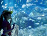 Disfruta del Acuario Michin Guadalajara con tarifas especiales de verano llegando en los horarios de apertura o antes del cierre. EL INFORMADOR/ ARCHIVO