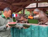 Este martes 14 de julio, el animal realizó su predicción antes de que los cuatro equipos aún vivos disputen las Semifinales de la Copa del Mundo 2026. EFE / Z. Khao Kheow