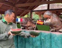 Este martes 14 de julio, el animal realizó su predicción antes de que los cuatro equipos aún vivos disputen las Semifinales de la Copa del Mundo 2026. EFE / Z. Khao Kheow