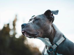 La supervisión constante y la educación mutua garantizan una relación sana, llena de cariño y respeto entre los niños y sus queridas mascotas. Unsplash