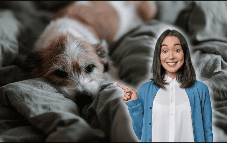 Investigaciones recientes analizan qué tan saludable es dormir con tu perro. ESPECIAL/Canva/Unsplash